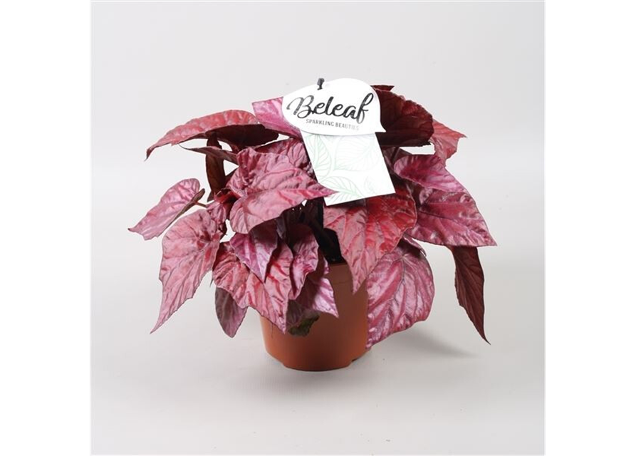 Begonia Beleaf 