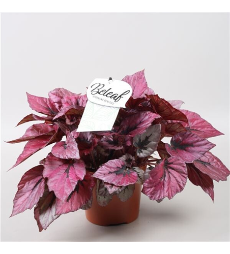 Begonia Beleaf 