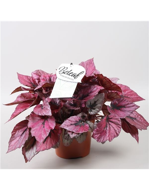 Begonia Beleaf 