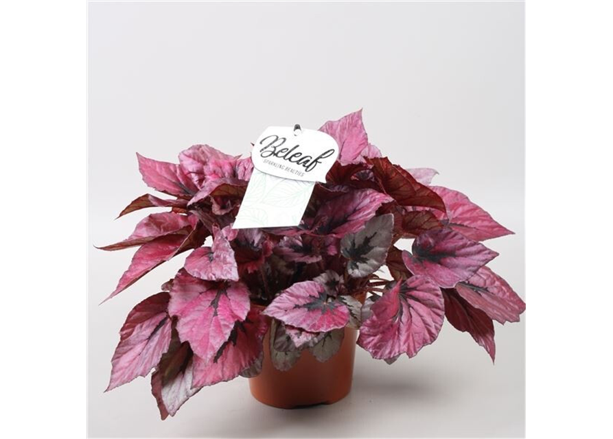 Begonia Beleaf 