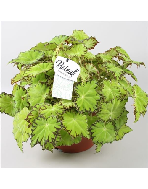 Begonia Beleaf Lima Love