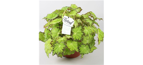 Begonia Beleaf Lima Love