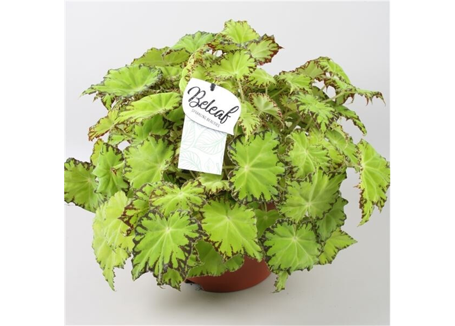 Begonia Beleaf Lima Love