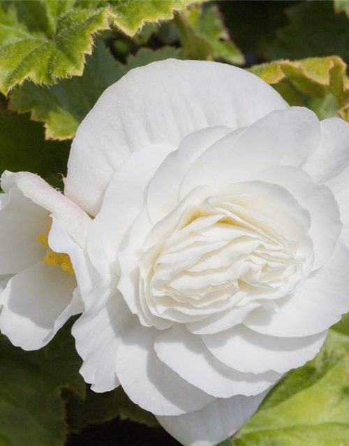 Begonia grandiflora weiss x3