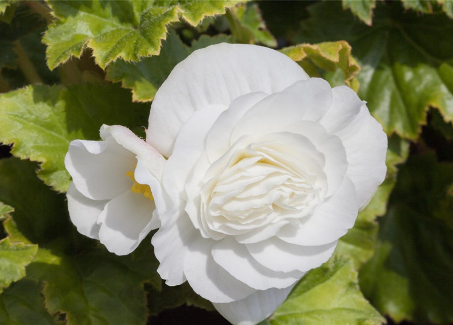 Begonia grandiflora weiss x3