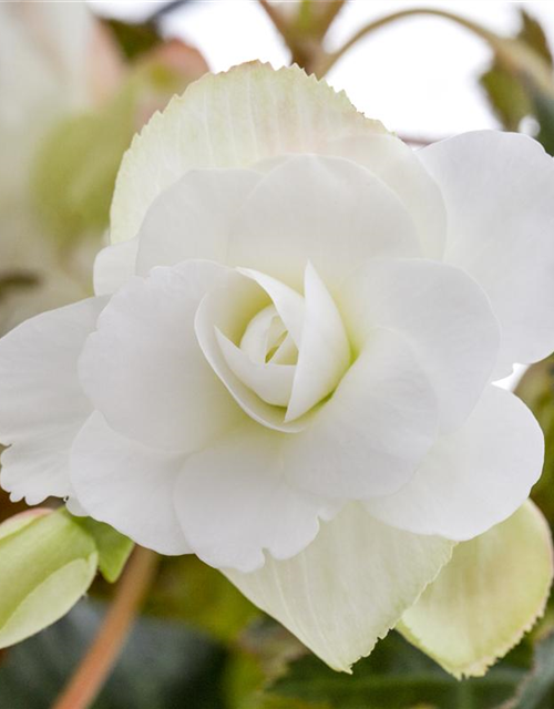 Begonia grandiflora weiss x3