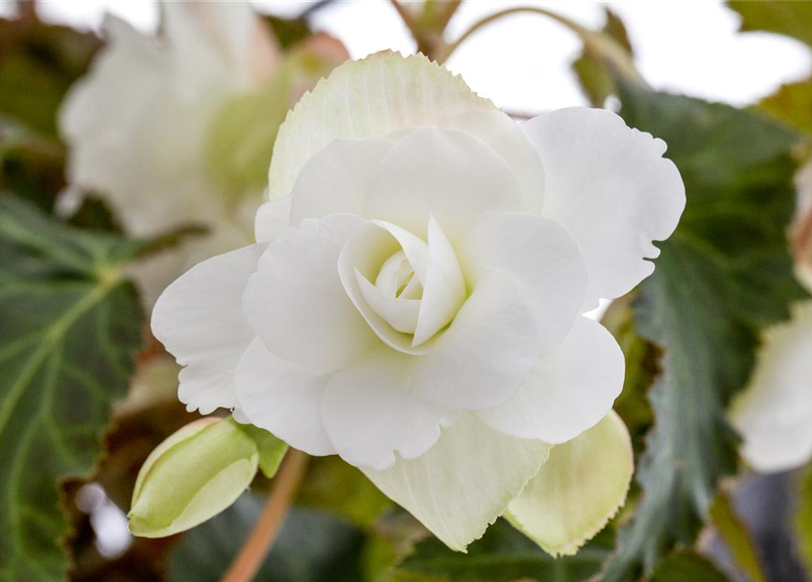 Begonia grandiflora weiss x3