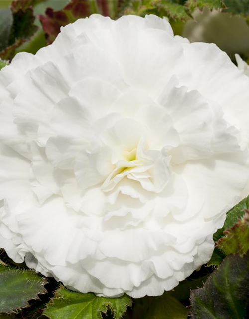 Begonia grandiflora weiss x3