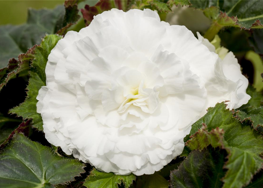 Begonia grandiflora weiss x3