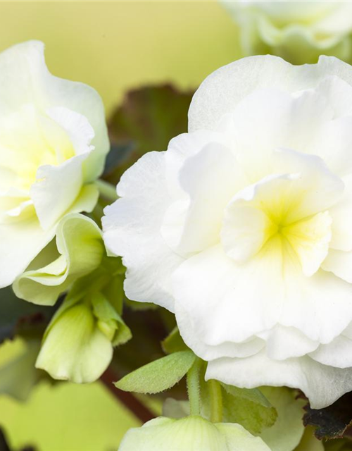 Begonia grandiflora weiss x3