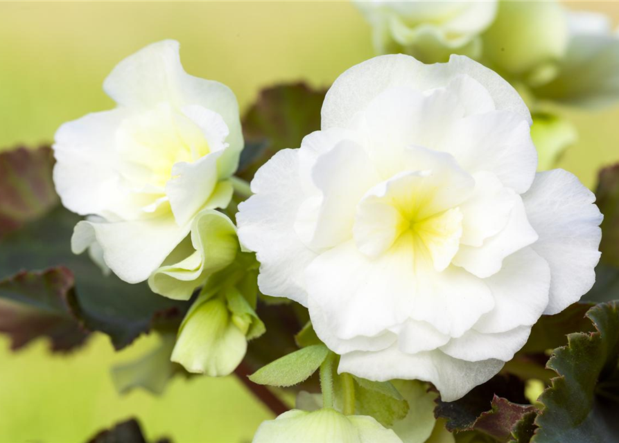 Begonia grandiflora weiss x3