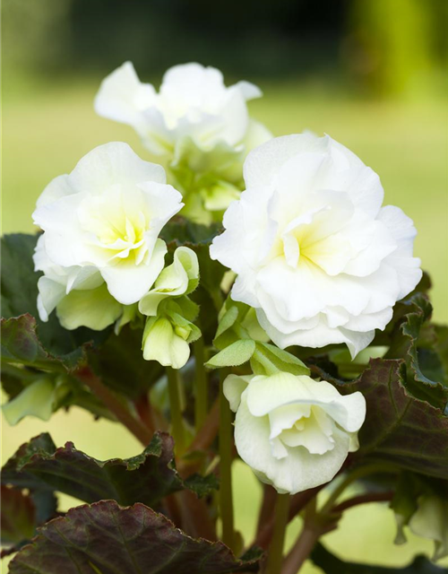 Begonia grandiflora weiss x3