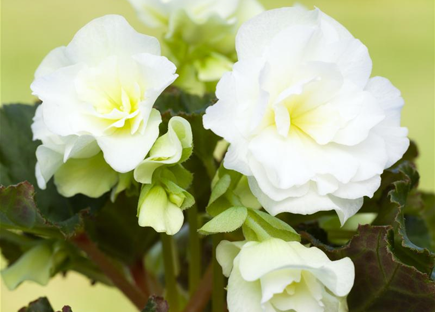 Begonia grandiflora weiss x3