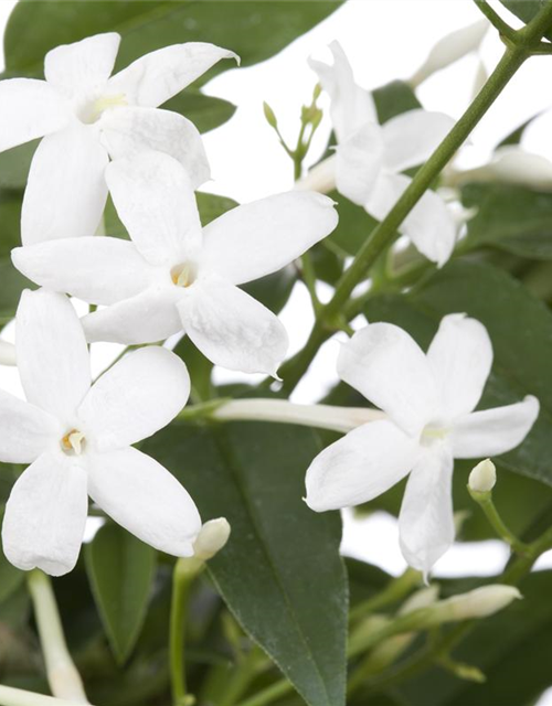 Jasminum polyanthum