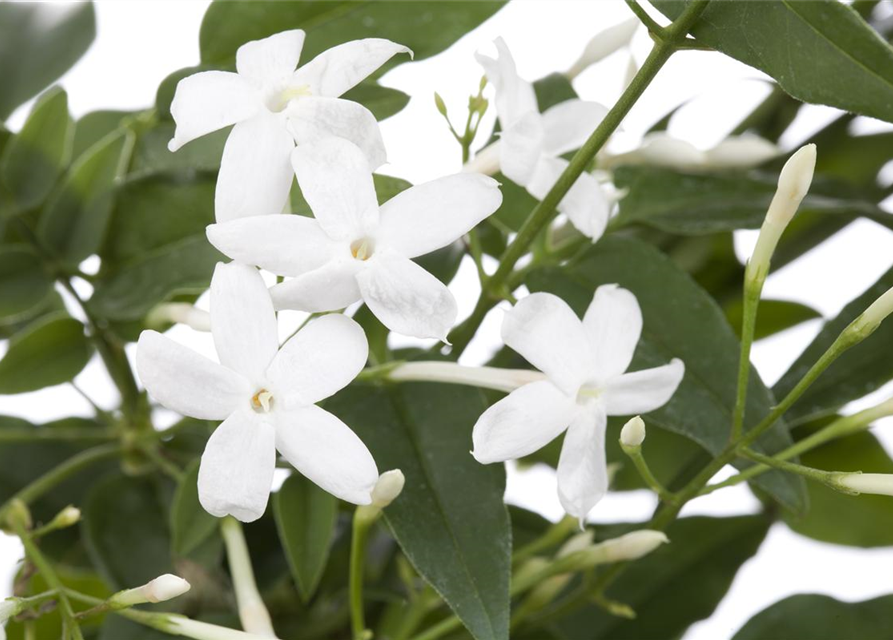 Jasminum polyanthum