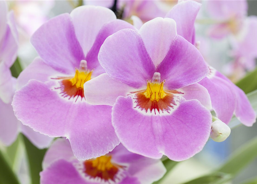 Orchidee