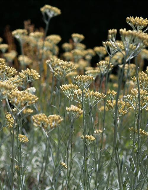 Currykraut, Italienische Strohblume