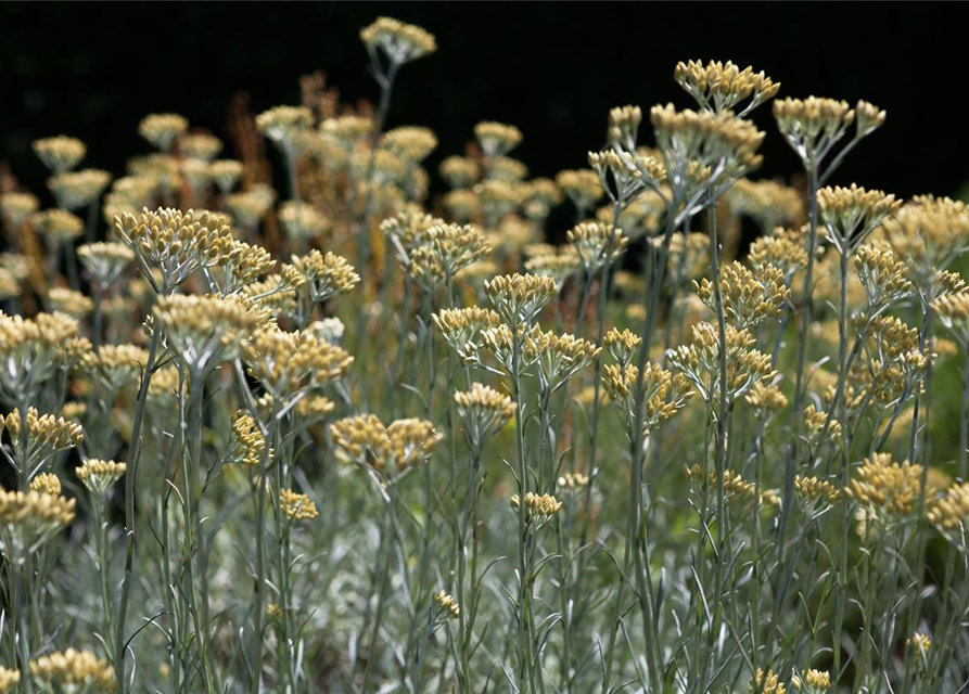 Currykraut, Italienische Strohblume