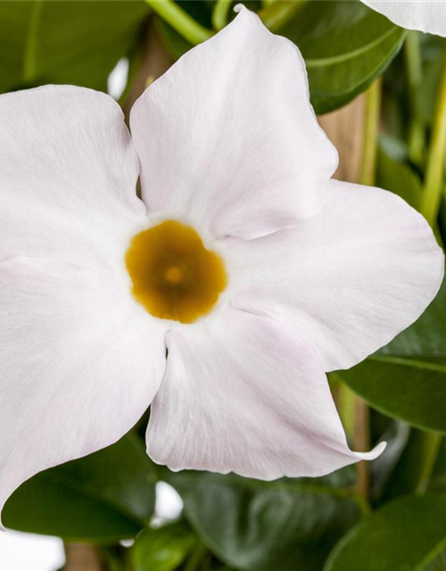 Dipladenia Pyramide