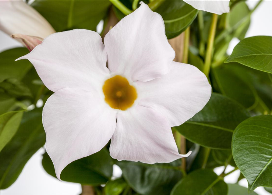 Dipladenia Pyramide