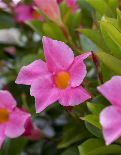 Dipladenia Busch