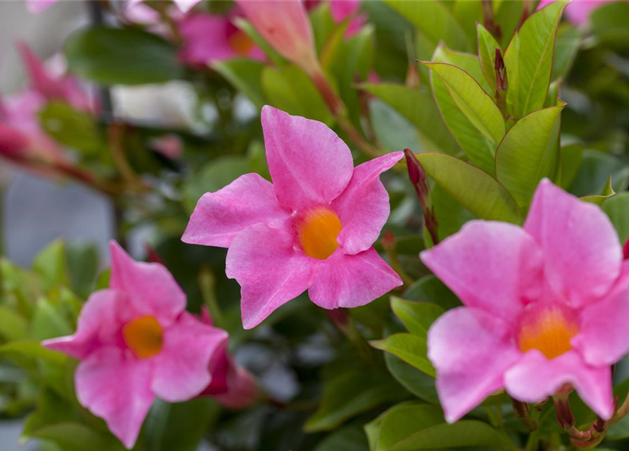 Dipladenia Busch