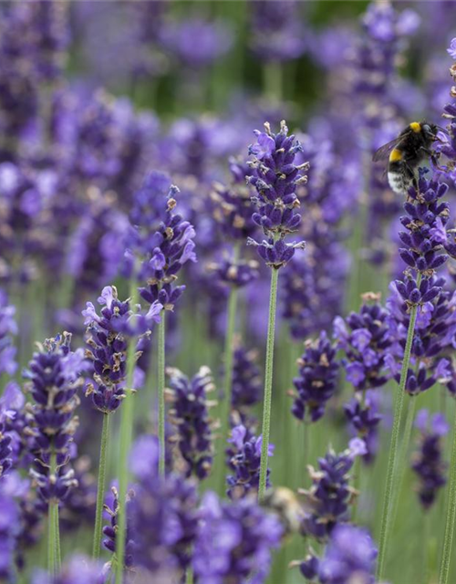 Lavendel aus der Gärtnerei