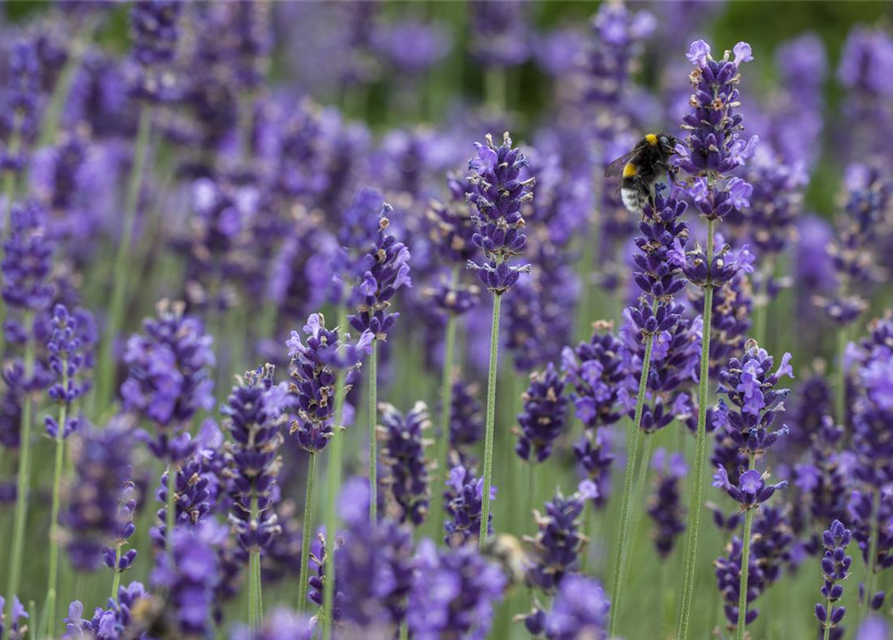 Lavendel aus der Gärtnerei