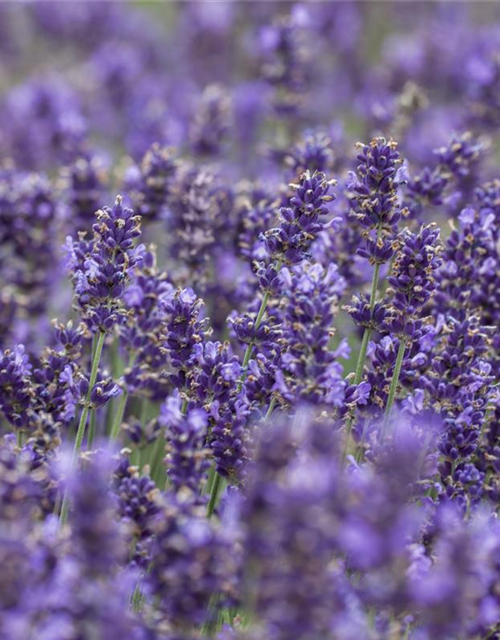 Lavendel