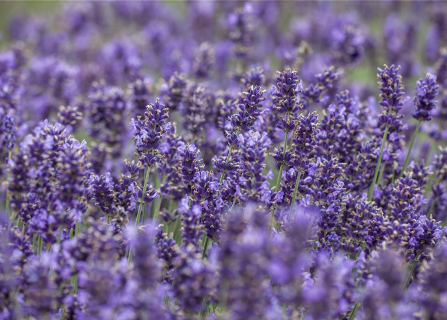 Lavendel