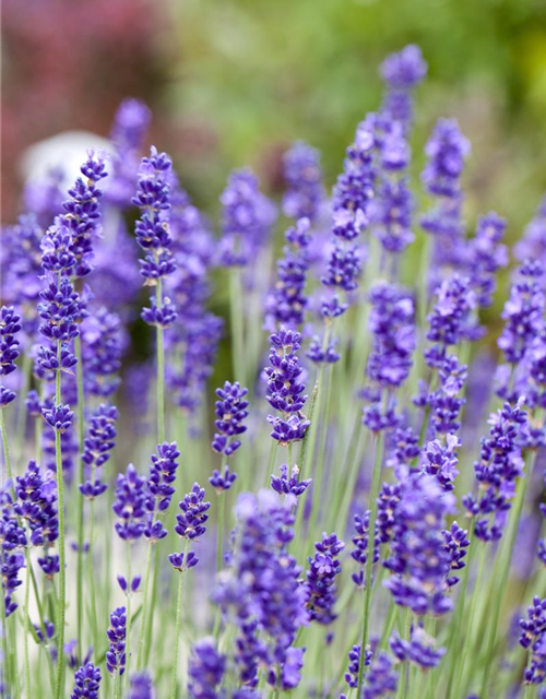 Lavendel aus der Gärtnerei