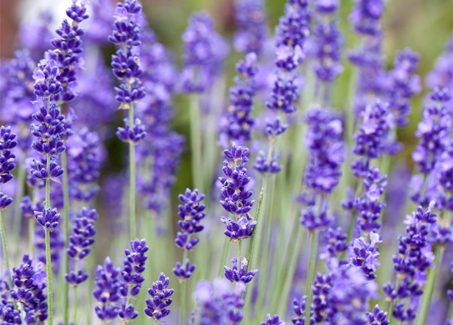 Lavendel aus der Gärtnerei