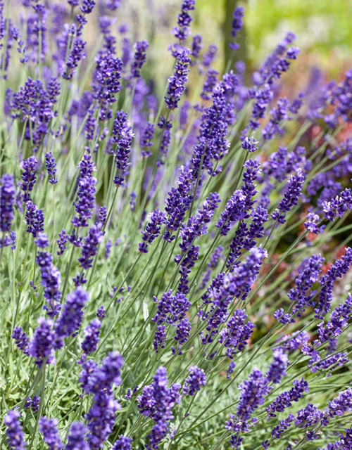 Lavendel