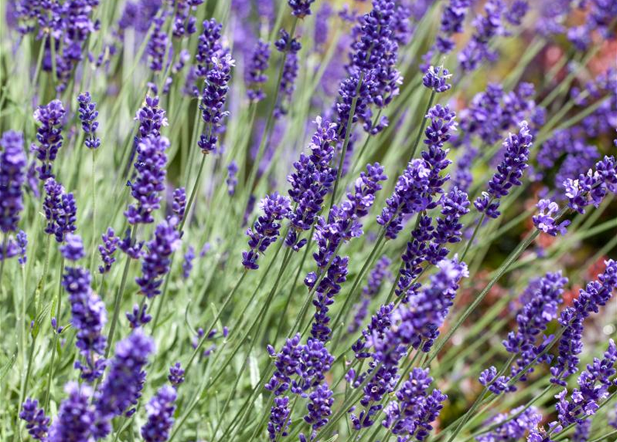 Lavendel