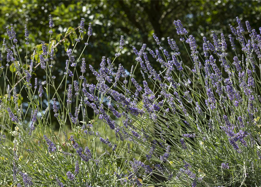 Lavendel