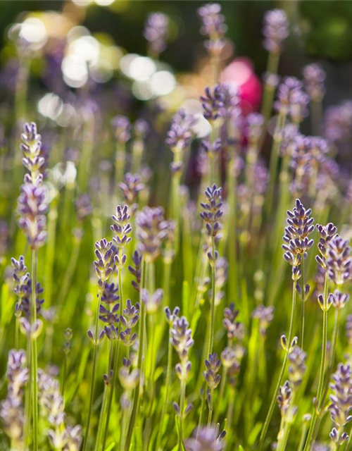 Lavendel aus der Gärtnerei