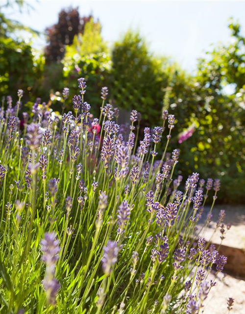 Lavendel aus der Gärtnerei