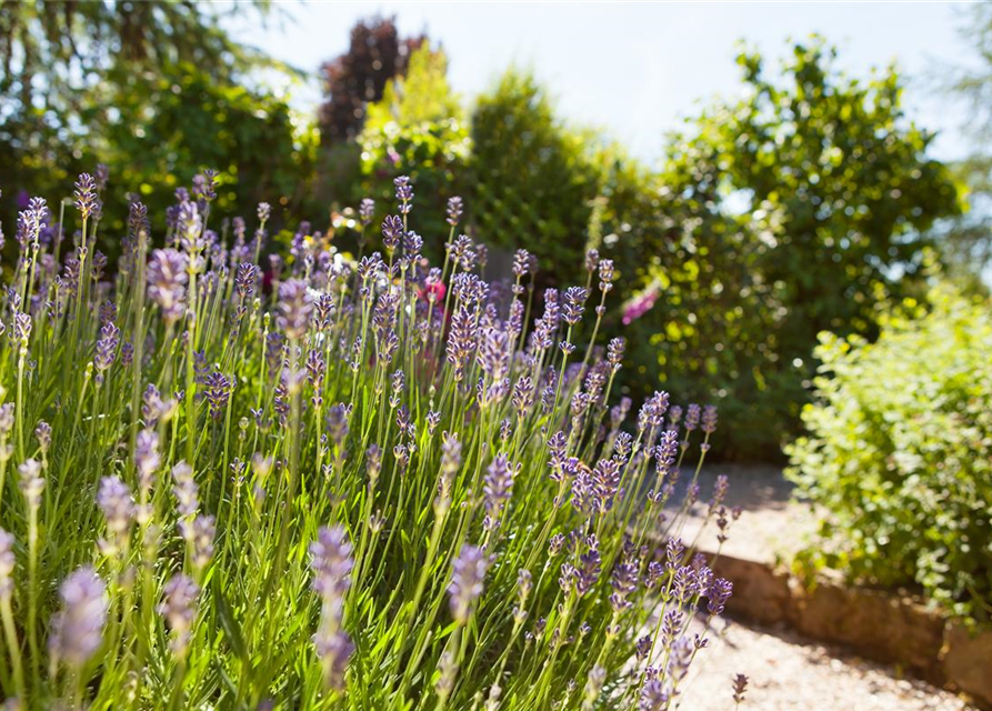 Lavendel aus der Gärtnerei