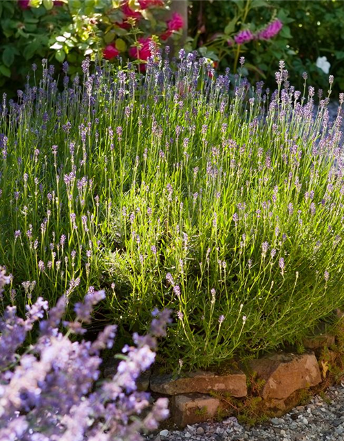 Lavendel aus der Gärtnerei