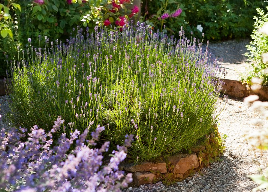 Lavendel aus der Gärtnerei