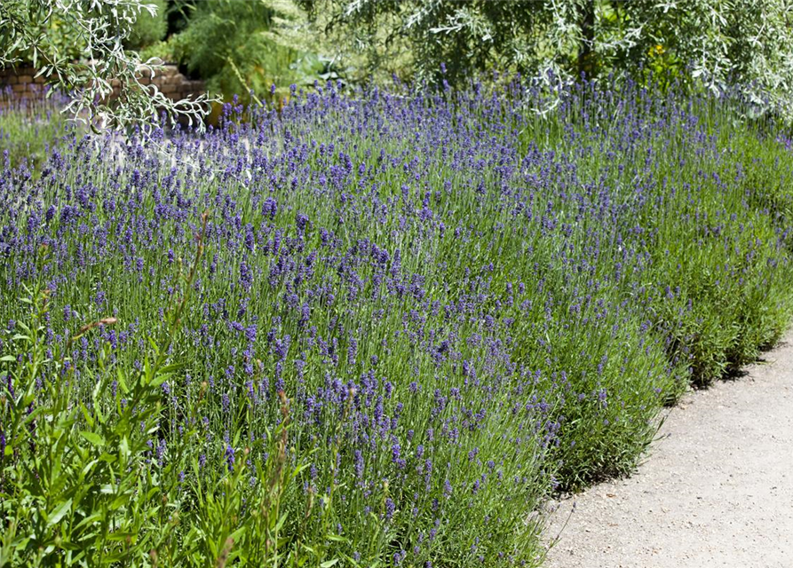 Lavendel aus der Gärtnerei