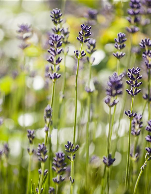 Lavendel aus der Gärtnerei