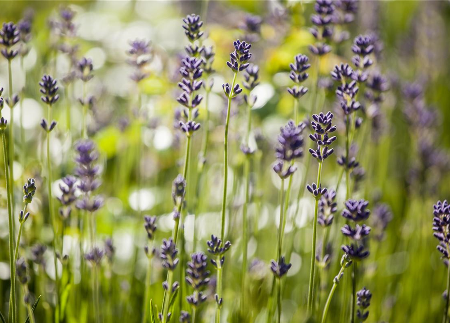 Lavendel aus der Gärtnerei