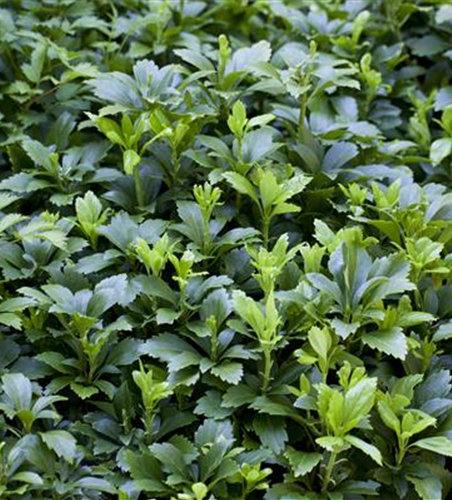 Schattengrün Pachysandra terminalis