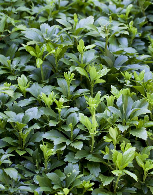 Schattengrün Pachysandra terminalis