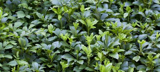 Schattengrün Pachysandra terminalis