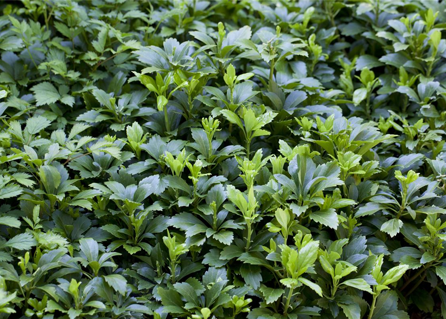 Schattengrün Pachysandra terminalis