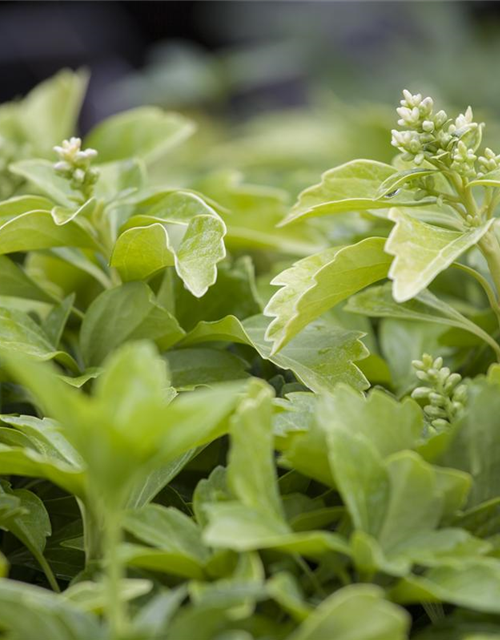 Schattengrün Pachysandra terminalis