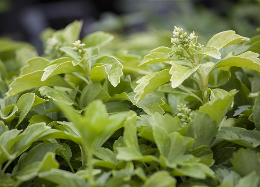 Schattengrün Pachysandra terminalis