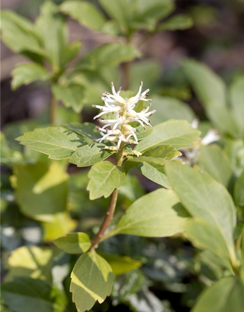 Schattengrün Pachysandra terminalis